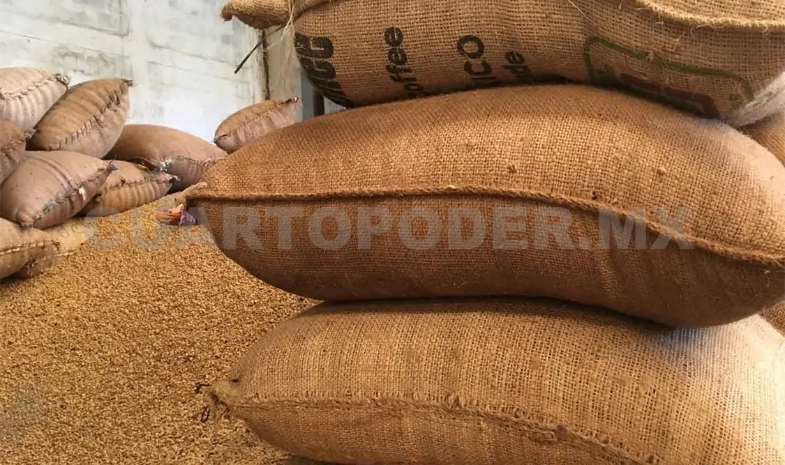 Impulsan cultivo de café orgánico en la Sierra