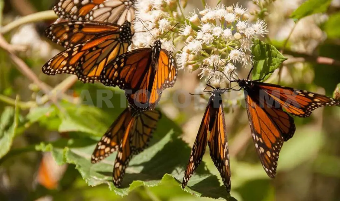 Frenan tala en reserva de la mariposa monarca