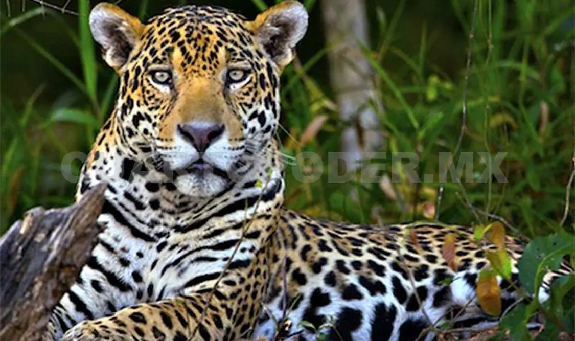 El hábitat de las especies como el jaguar cada vez se está reduciendo más derivado de la ganadería extensiva. Cortesía