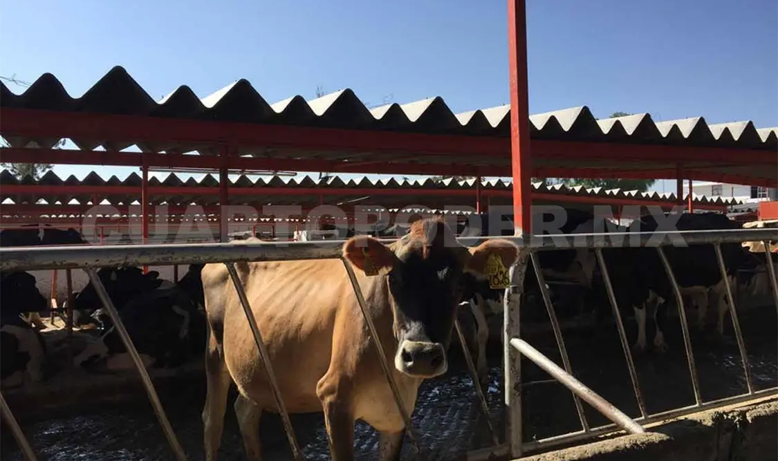 Mercado negro pega a ganaderos