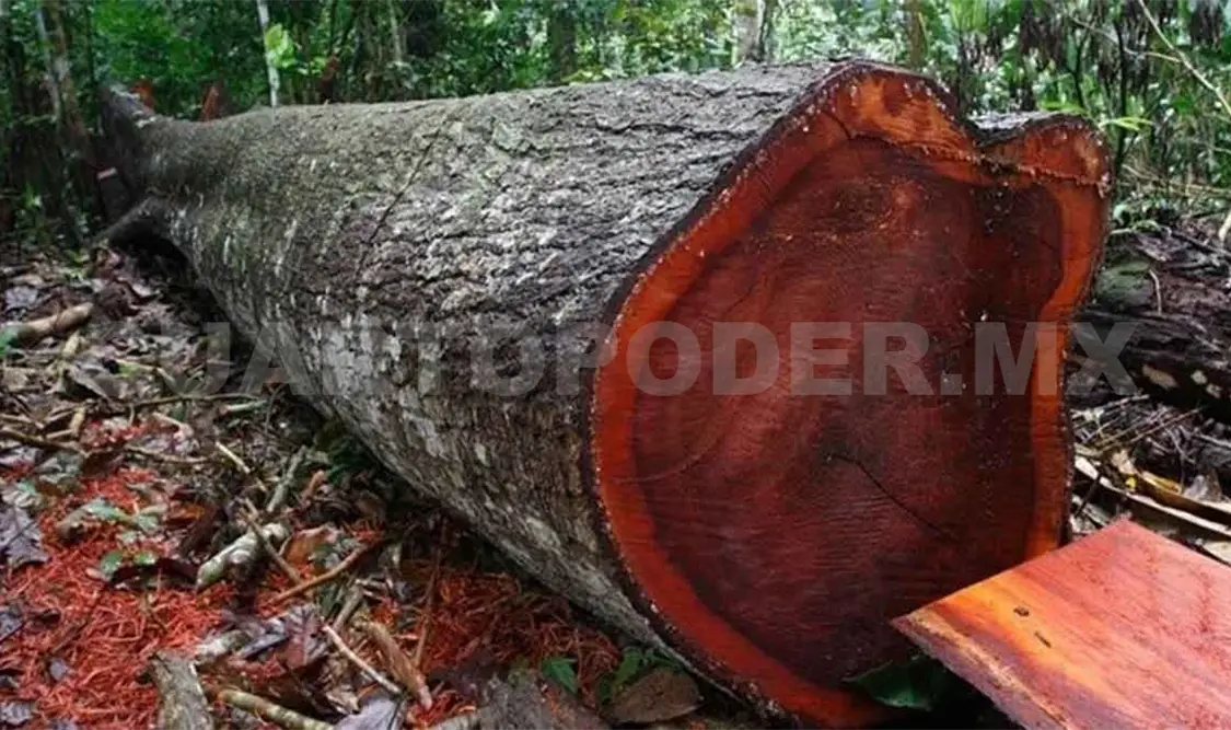 Destruyen árboles de cedro y caoba