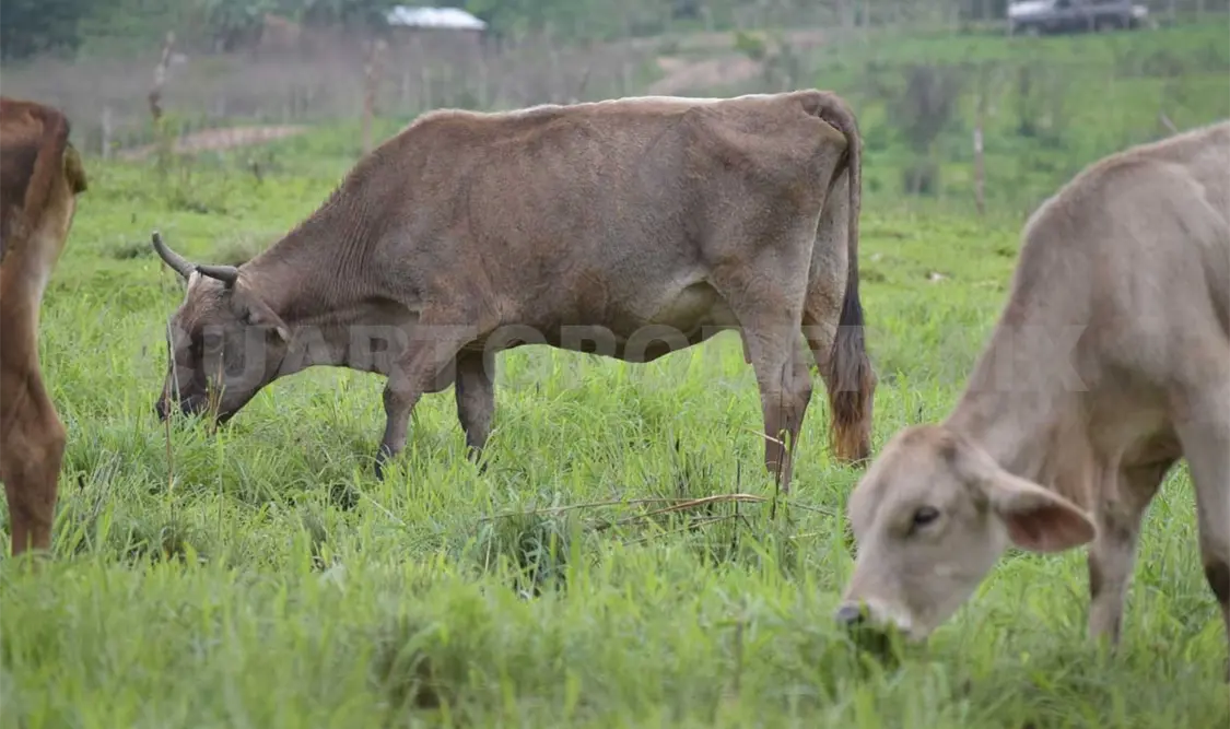 Baja comercialización abarata producción de leche