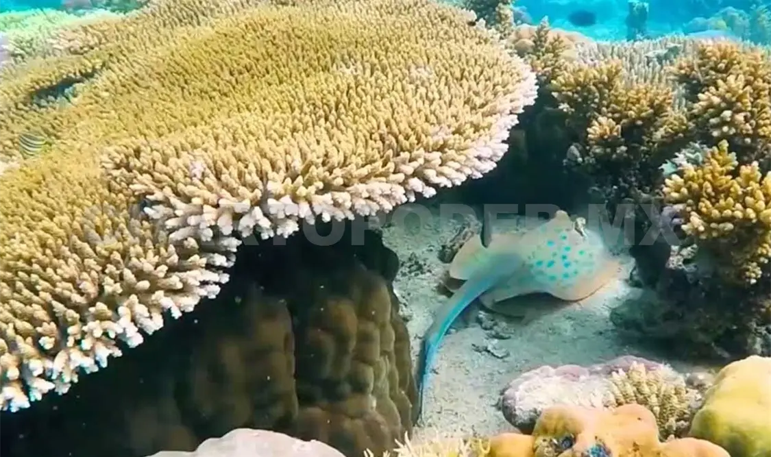 Actualmente Quintana Roo es la porción del arrecife mesoamericano más afectada por el síndrome blanco. Twitter