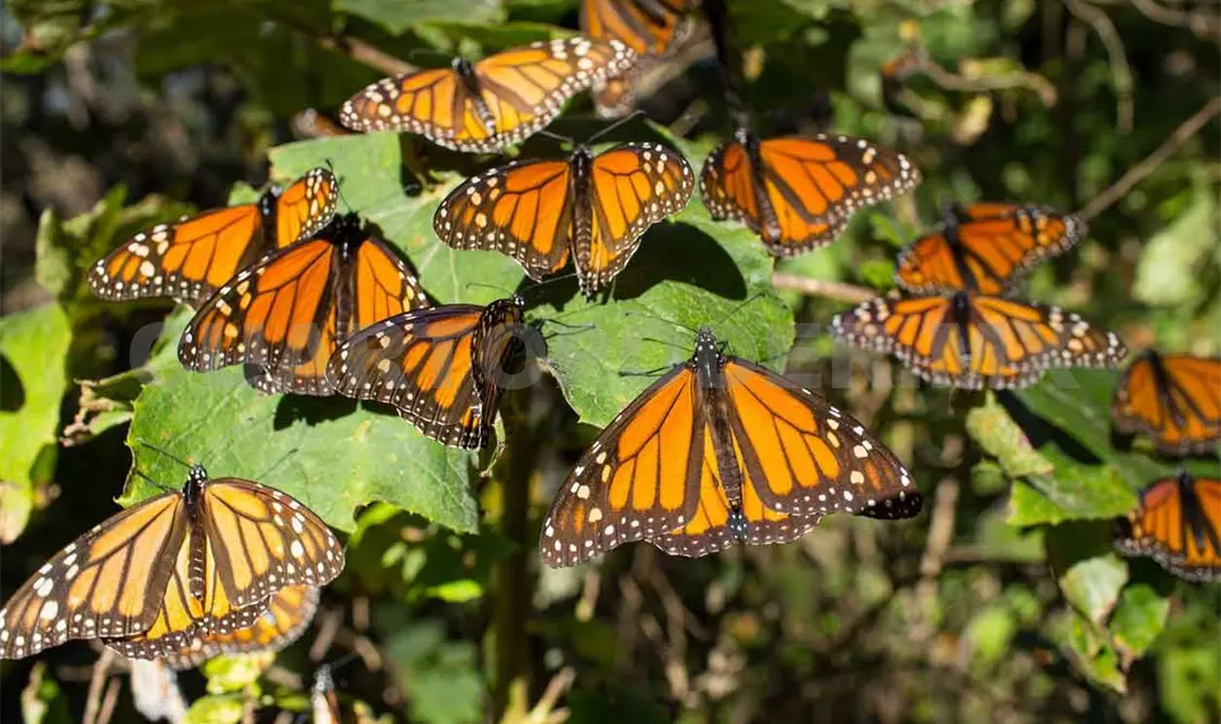 Persiste tala en la reserva de la mariposa monarca