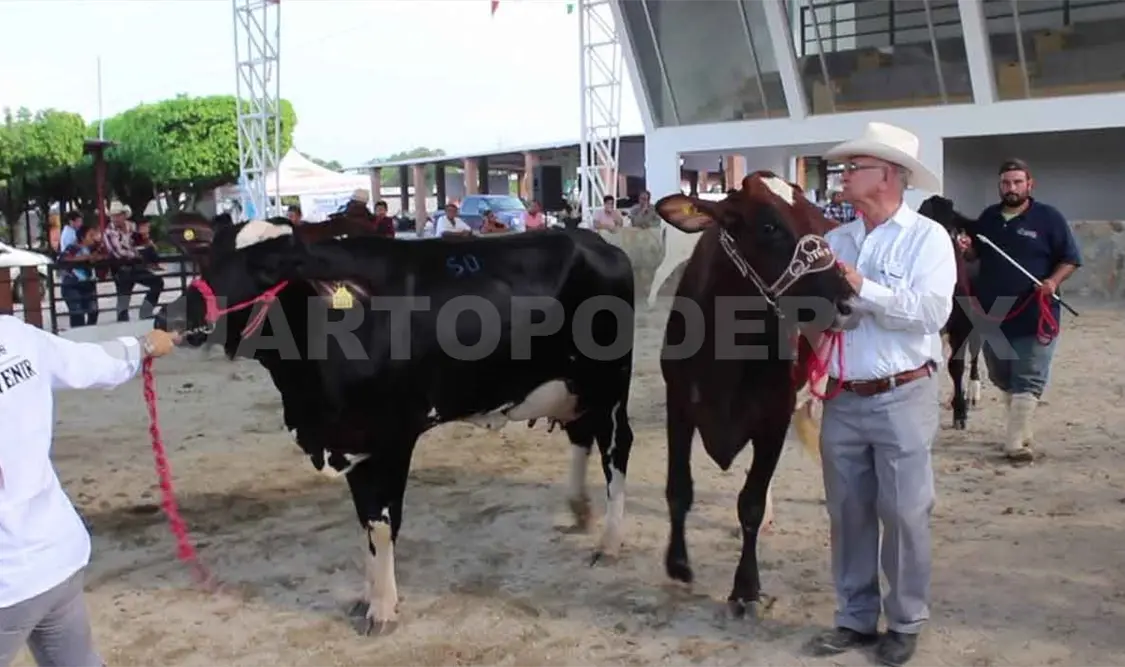 Realizarán tercera exposición de Ganado Holando-Cebú