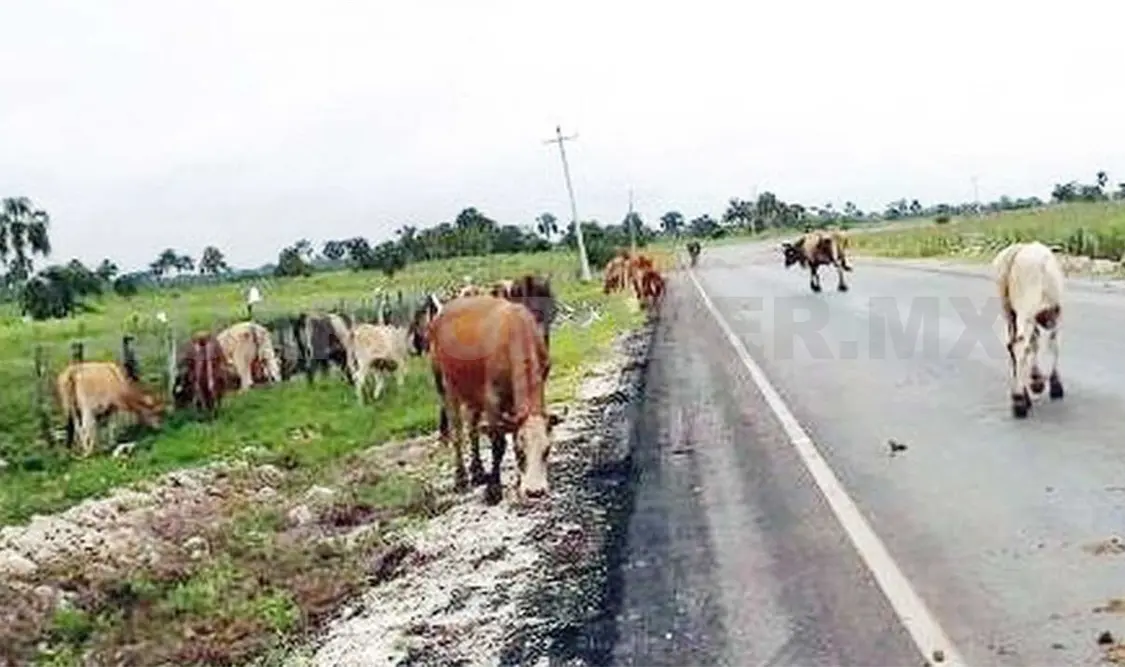 Automovilistas piden sanción o cárcel para dueños de ganado que dejen sueltos a sus animales. Agencias