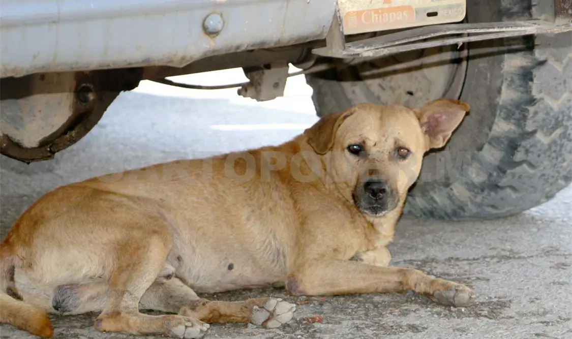 En la capital existe una alta incidencia de maltrato animal. Guillermo Ramos / CP