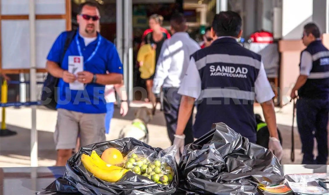 Se evitó el ingreso de 40 plagas que significan un riesgo para la producción de alimentos en México. Agencias