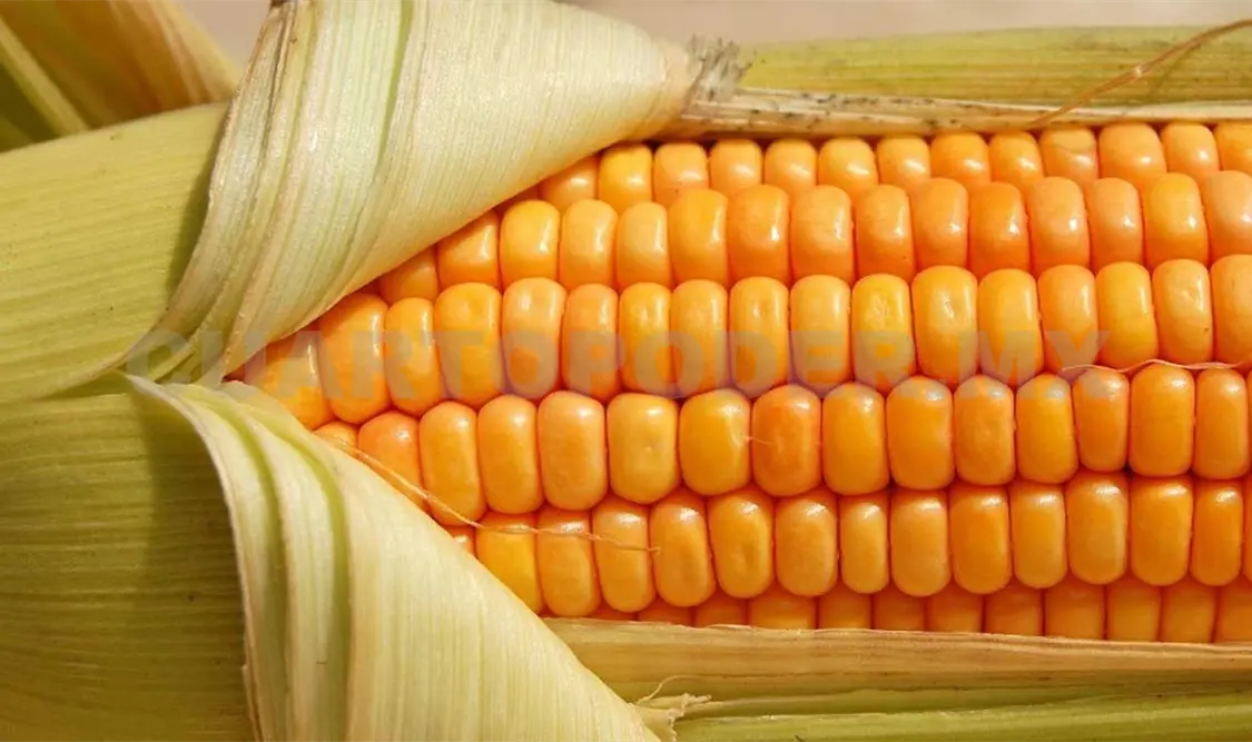 Este grano lo utiliza principalmente la industria para para producir aceites y grasas. Cortesía
