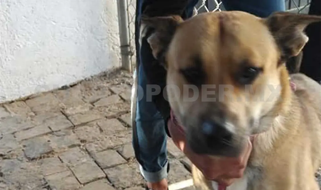 Los organizadores indicaron que la vacuna es para todas las mascotas. Manuel Martínez / CP