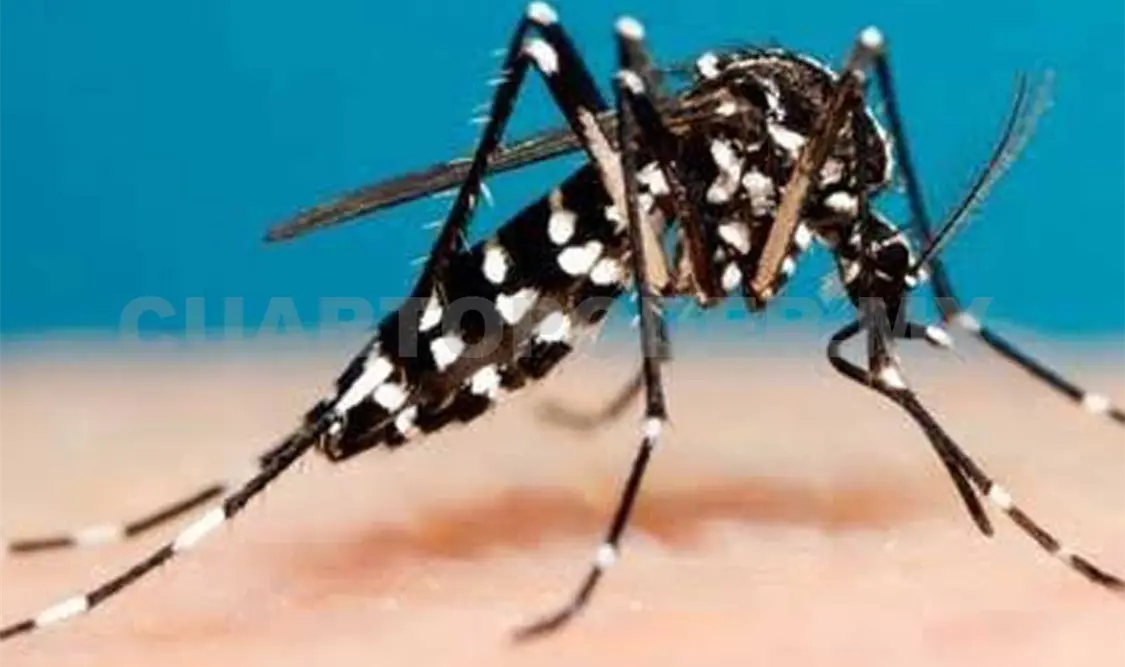 En la zona Oriente alertan por la proliferación de zancudos. Cortesía / CP