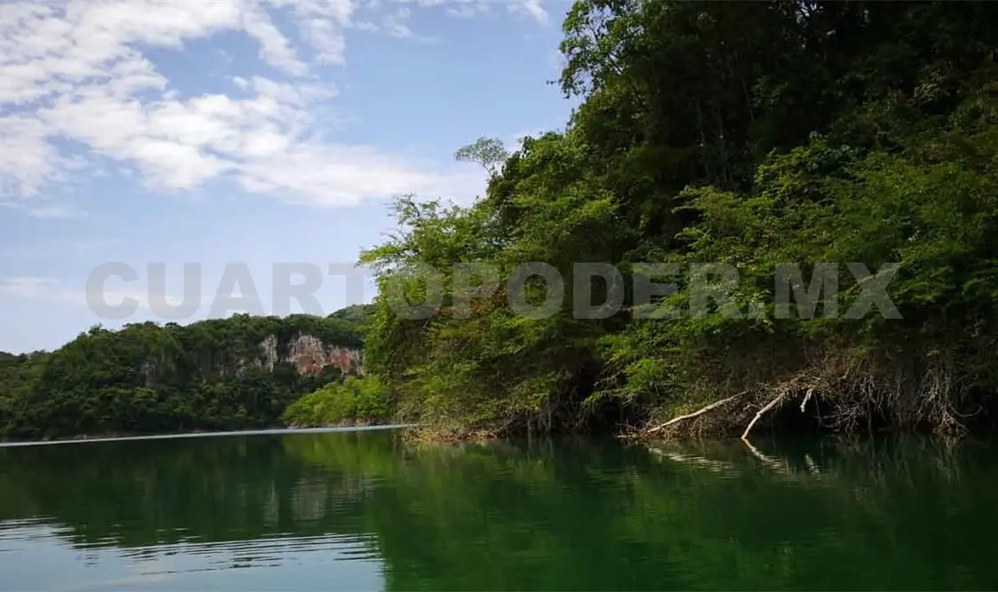 Queda sólo el 25% de la Selva Lacandona