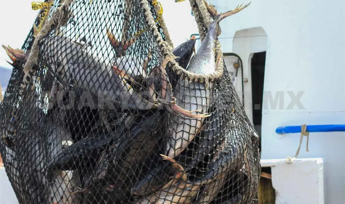 Inicia temporada de pesca de atún