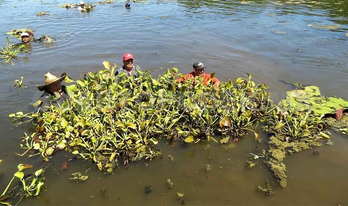 Lirio acuático amenaza pesca local