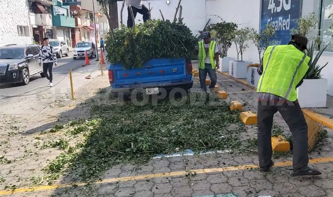 Derriban árbol de manera irregular