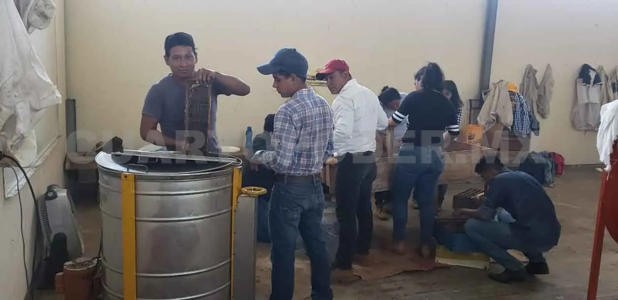 Participa Unach en proyecto de mantenimiento del apiario