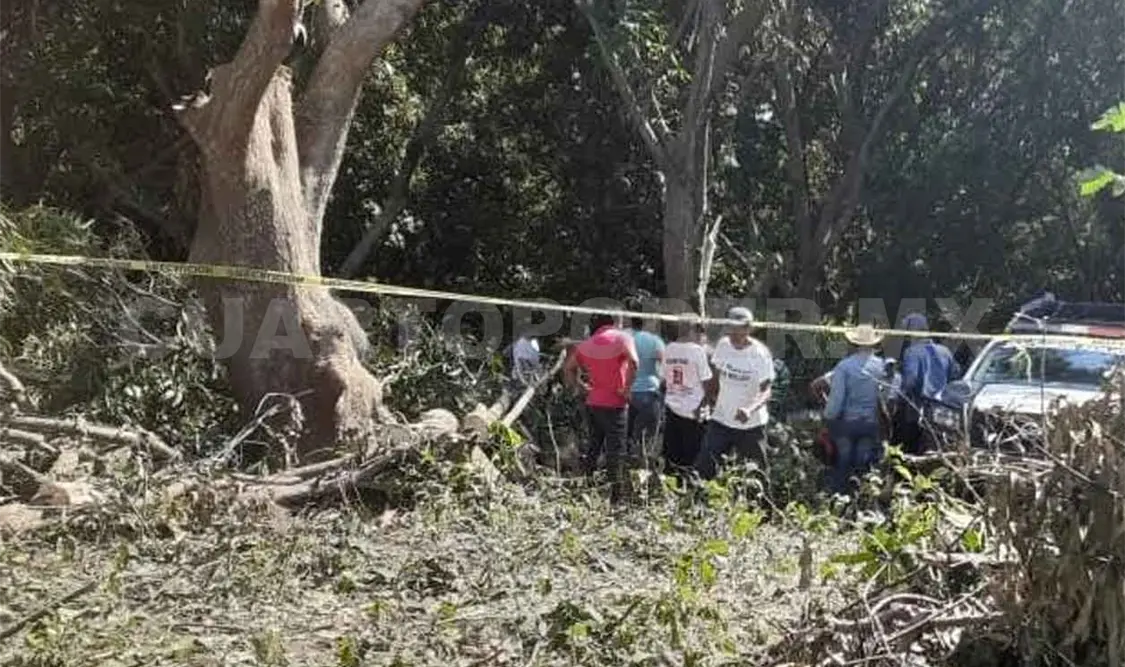 Motosierrista murió aplastado por rama de árbol de mango