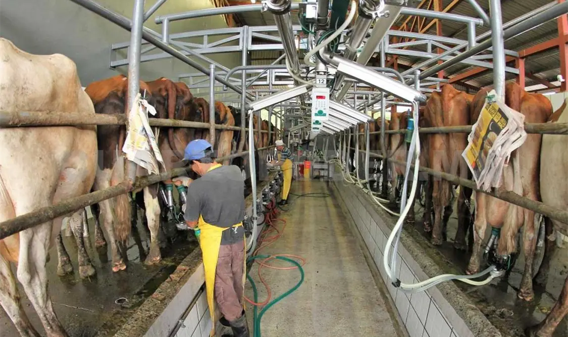 Chiapas concentra las posibilidades para tener una producción sólida de leche. CP