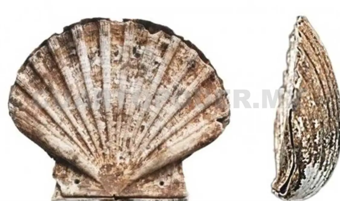 El estudio reveló la distribución de los productos dentro de la concha de mar. Cortesía