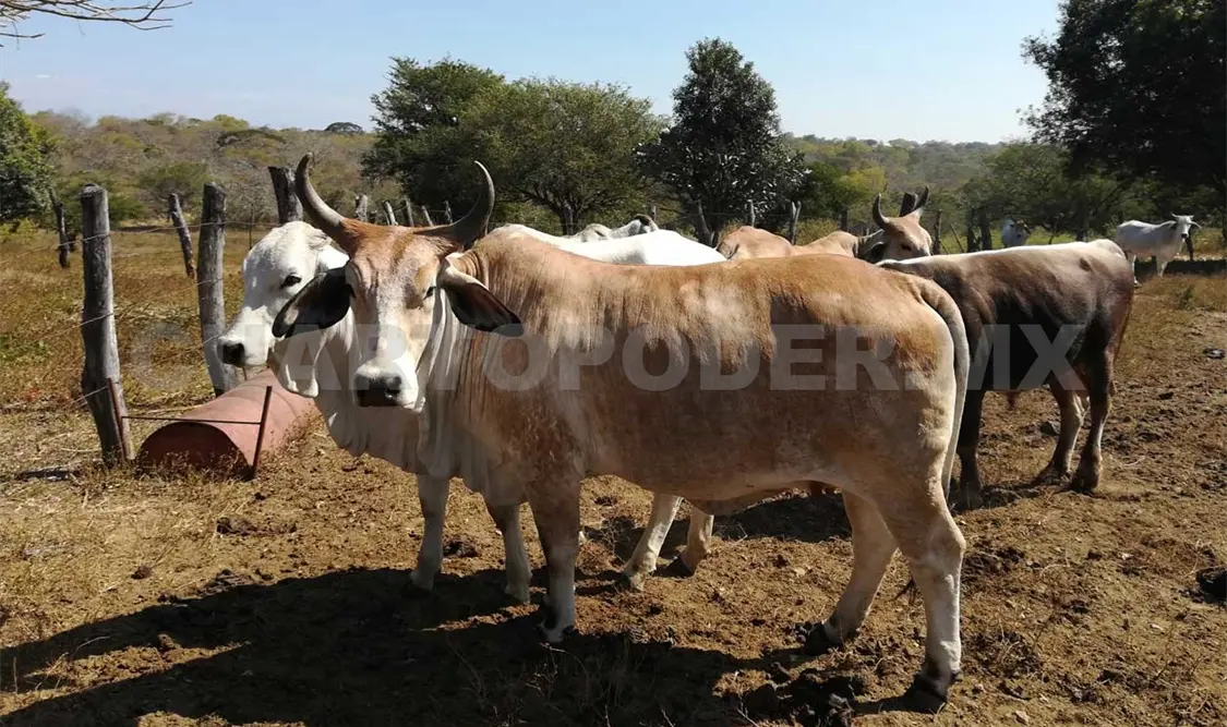 Refuerzan fronteras contra el abigeato