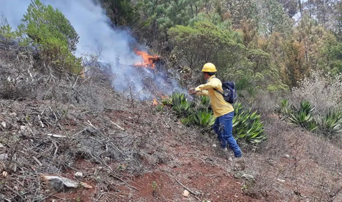 Bosques en riesgo por deforestación