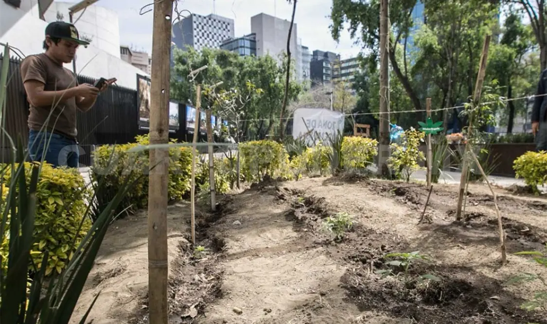 En unos dos metros cuadrados de jardín público, sembraron el primer plantío no clandestino de marihuana. Twitter