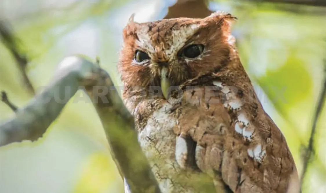 La reserva El Triunfo es uno de los lugares privilegiados para ver aves de todo tipo. Cortesía / Alberto Martínez