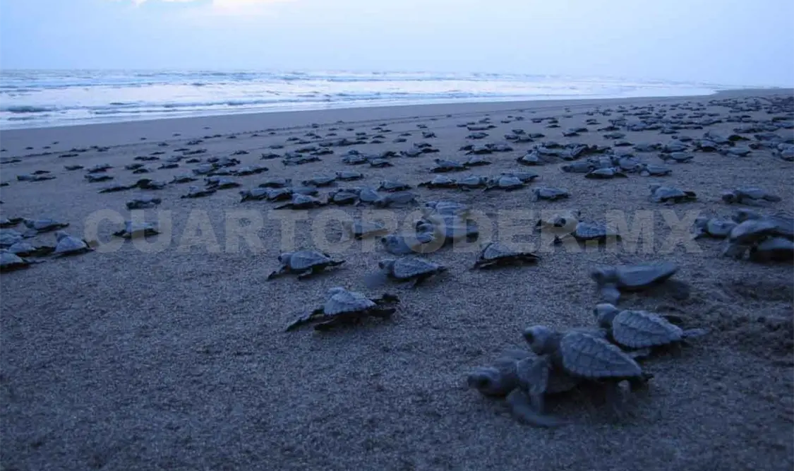Robo y consumo de huevo amenazan a la tortuga marina