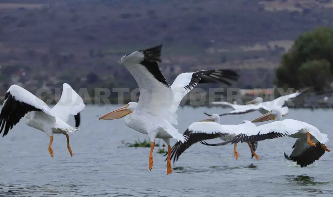 Pelícanos borregones en pos del Lago de Chapala