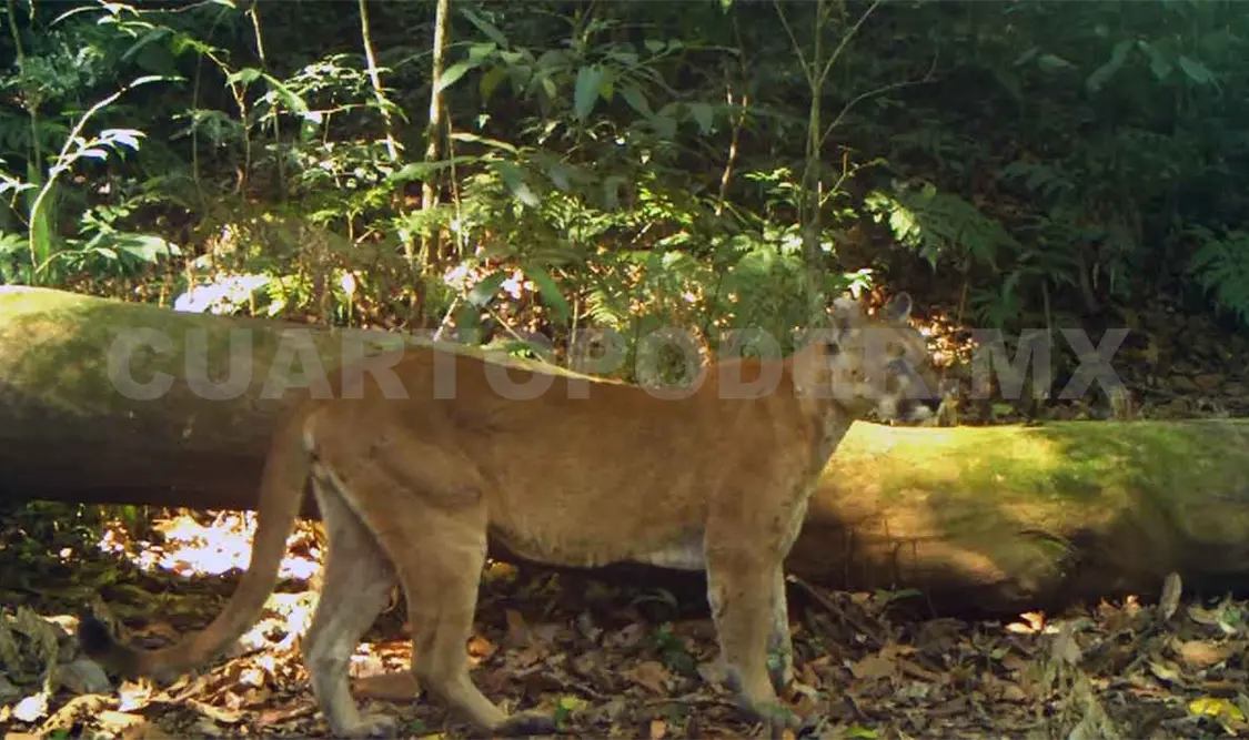 Avistamientos han captado a cinco felinos en Chiapas