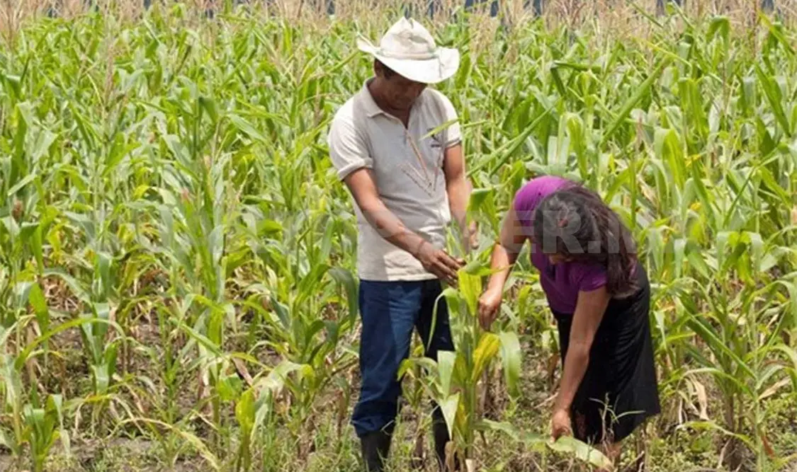 La migración y falta de apoyo mantienen una baja productividad. CP