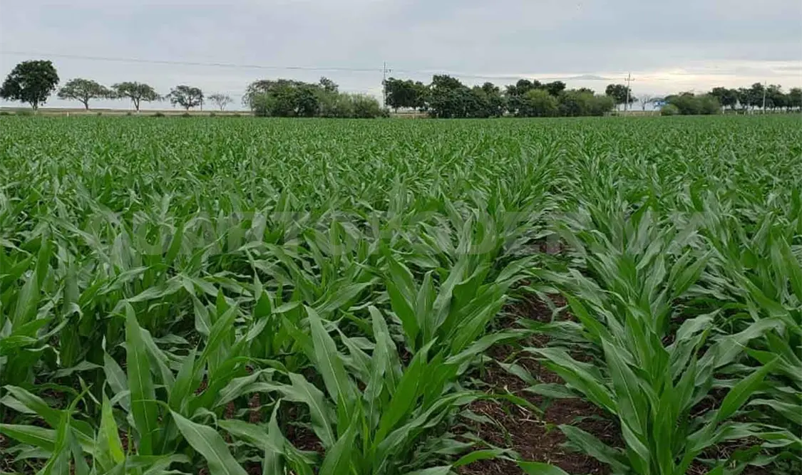 Falta de apoyos afecta la producción de maíz
