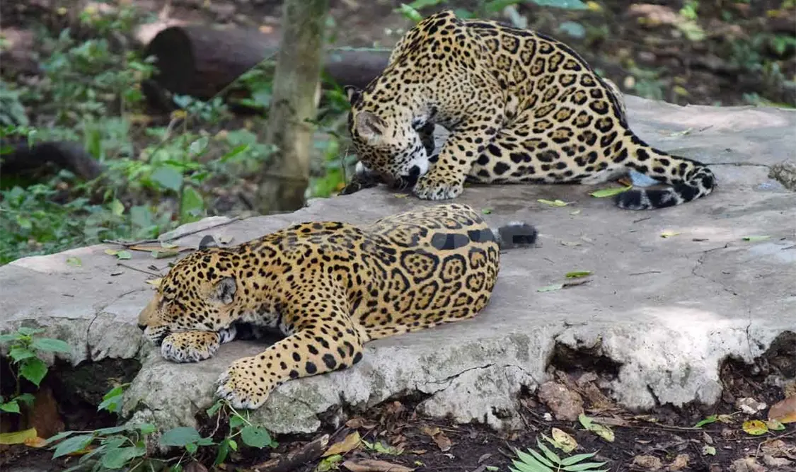 Conservación de especies ha costado 2 mdp: Conanp