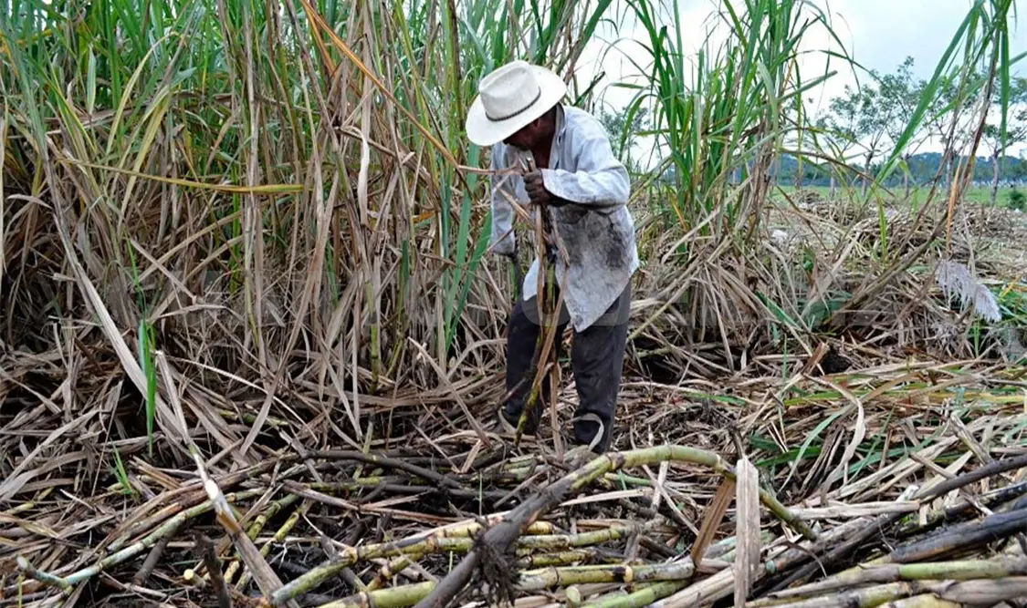 Desarrollan caña de azúcar resistente a enfermedades