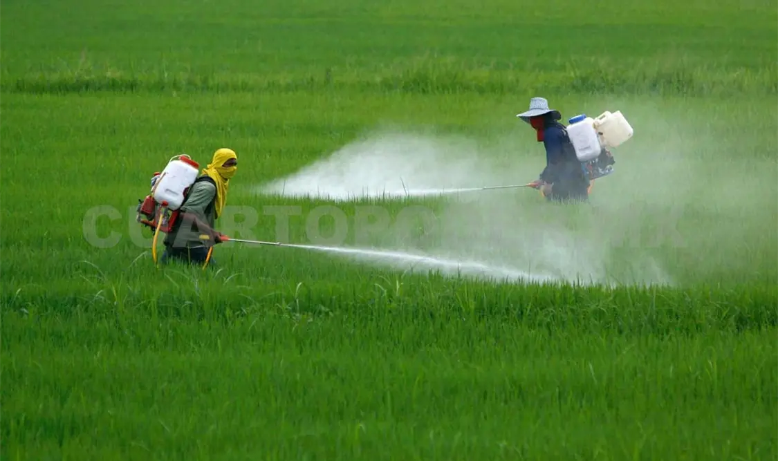 Productores insisten en uso de pesticidas tóxicos