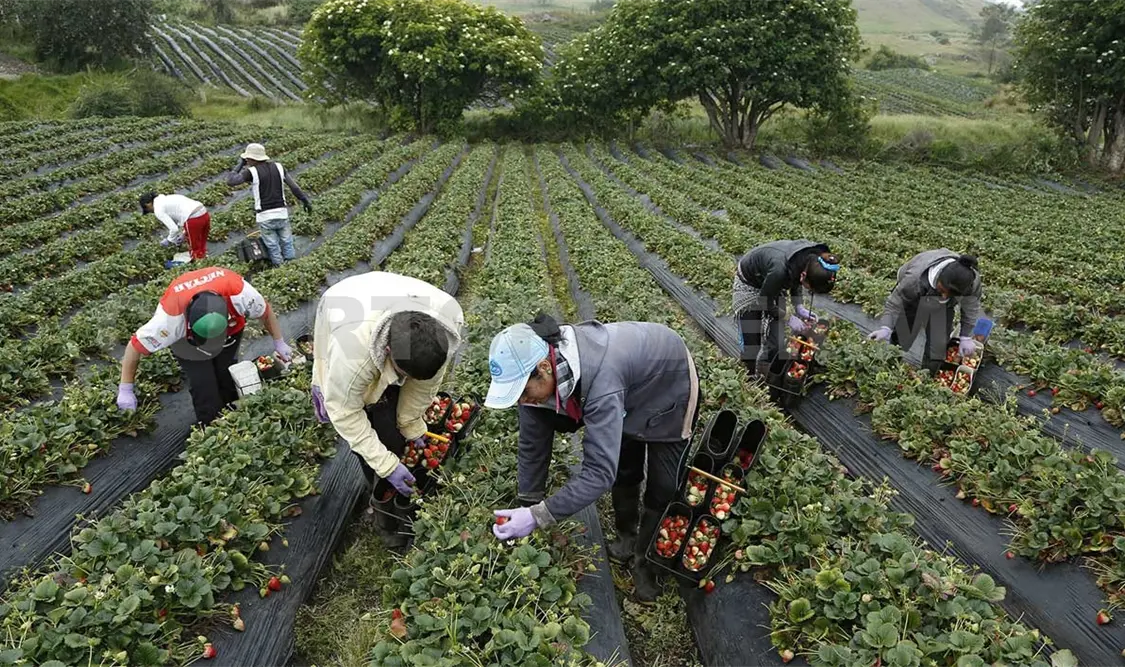 Sobrepoblación, problema clave para la alimentación
