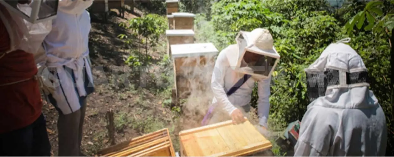 Produce Chiapas más de cinco mil toneladas de miel