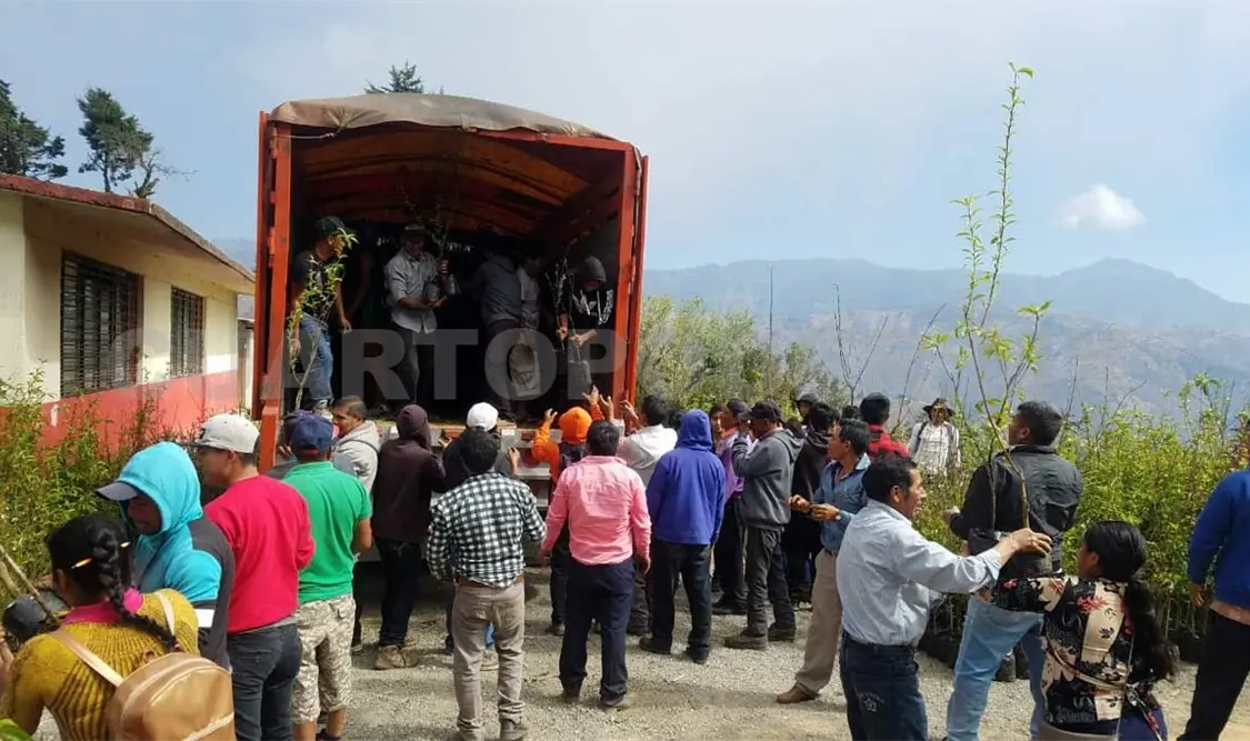 Impulsan programa de reforestación productiva