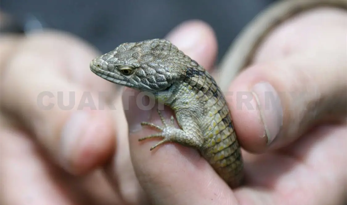 Chiapas tiene una nueva especie de dragoncito