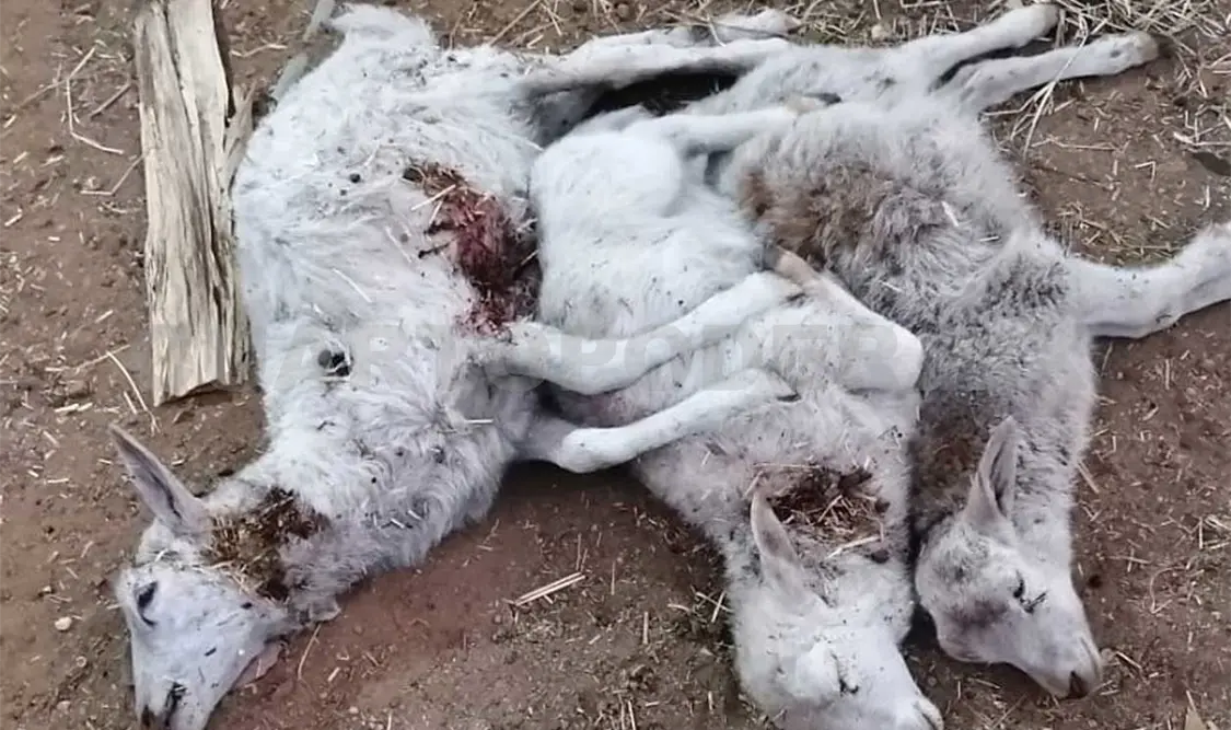 Un grupo de borregos quedó con heridas provocadas presuntamente por las mordidas de algún felino. José Ortega / CP