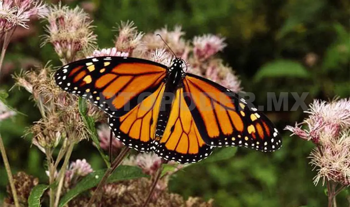 Se reduce en 50% ocupación de la mariposa Monarca