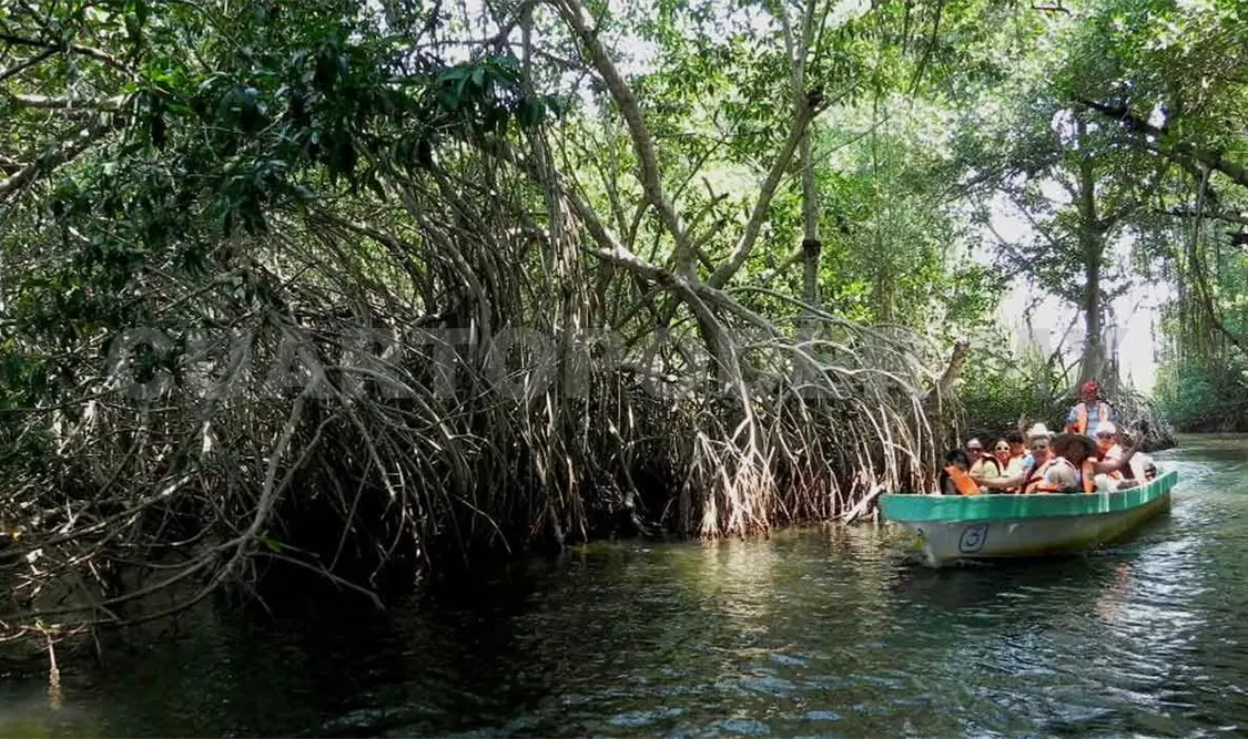 Alertan a turistas sobre ataque de cocodrilos