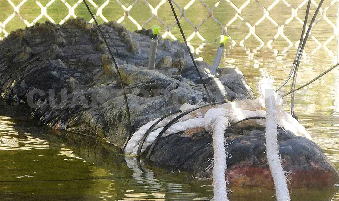 Castigarán con prisión a pescadores que maten cocodrilos en Pijijiapan. CP