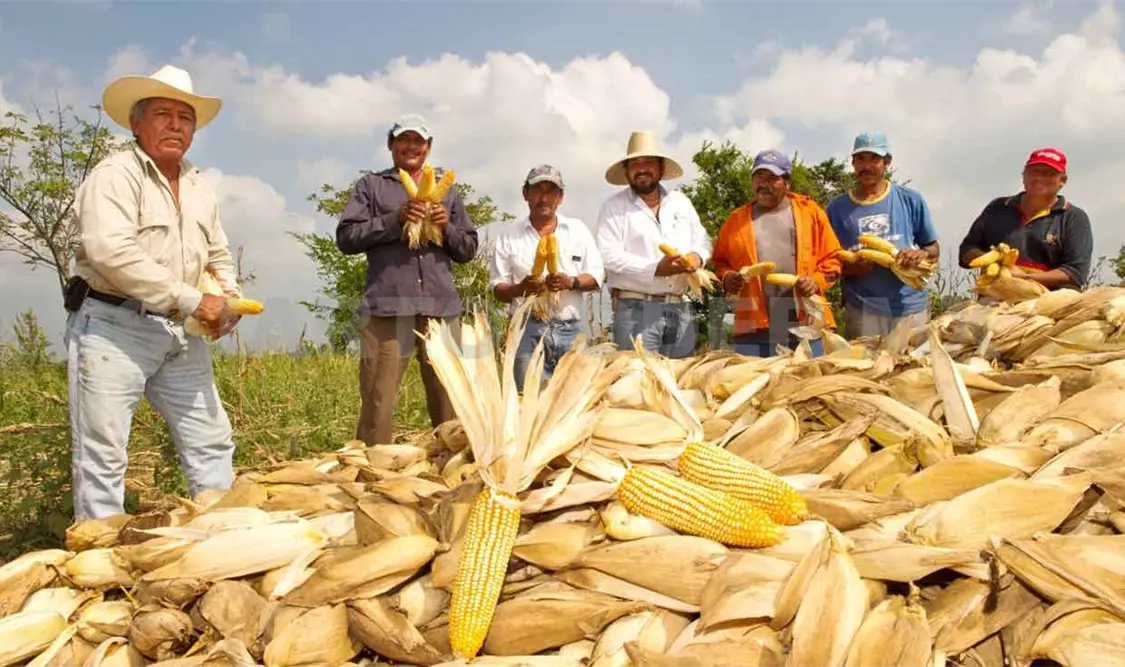 El precio del maíz se mantiene en cinco pesos por kilogramo