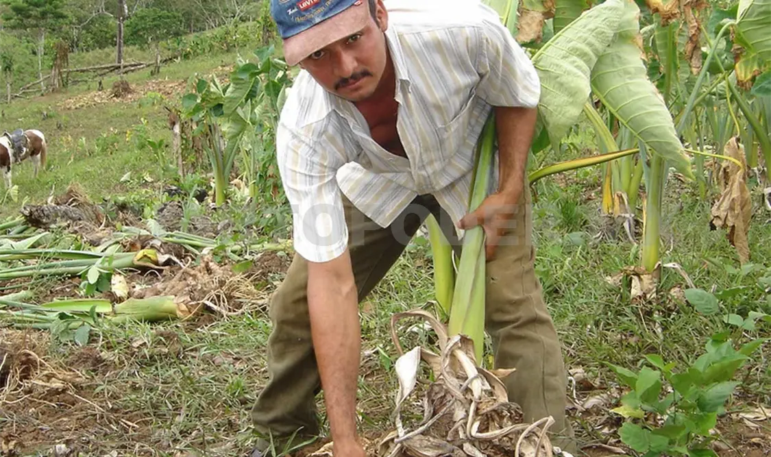 La producción de alimentos es fundamental para la suficiencia alimentaria que requiere México. CP