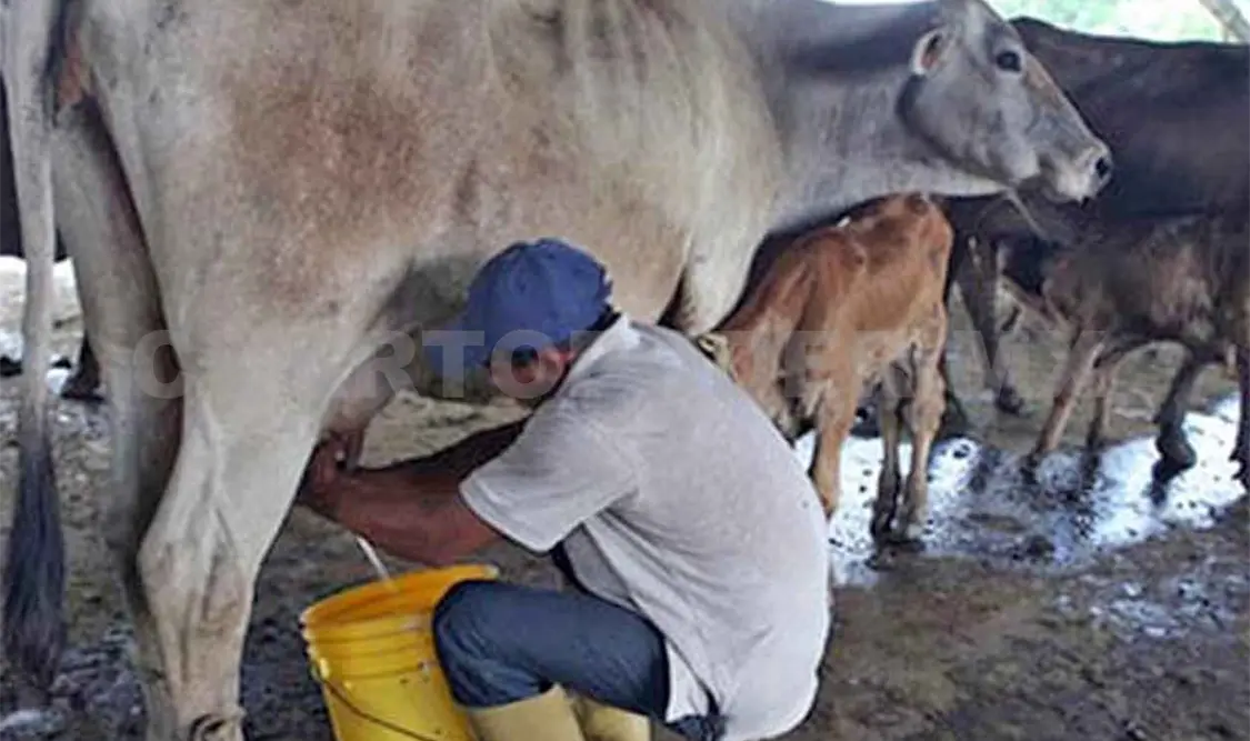 Productores lecheros afectados por coronavirus