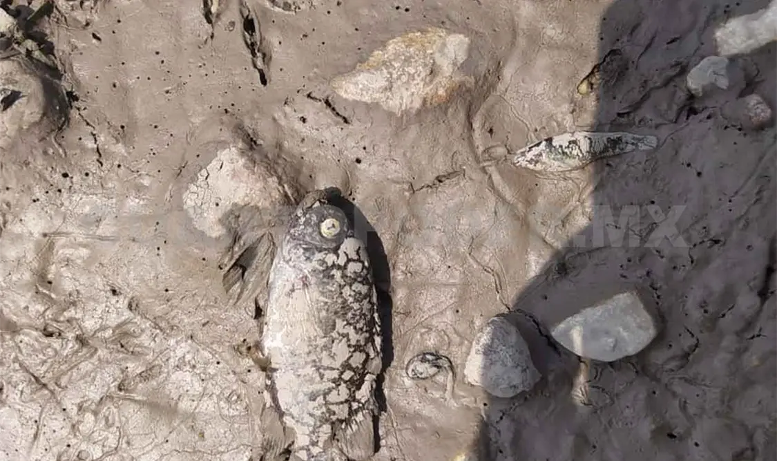 Aparecen de nuevo peces muertos en río Suchiapa