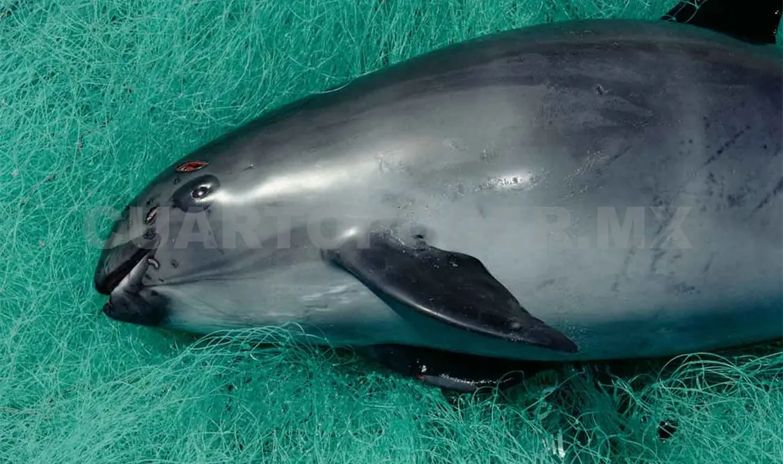 Desaparecerá en 2022 vaquita marina