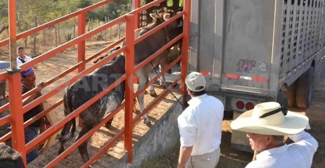 Paralizada la exportación de ganado al extranjero