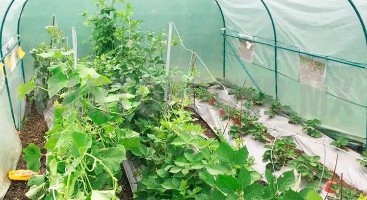 La investigadora dijo que en las comunidades marginadas esto podría garantizar la seguridad alimentaria. Cortesía